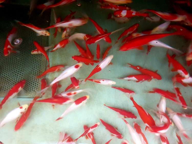 Poisson Sarasa – Image 3