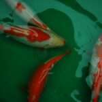 Poissons Rouge Variés