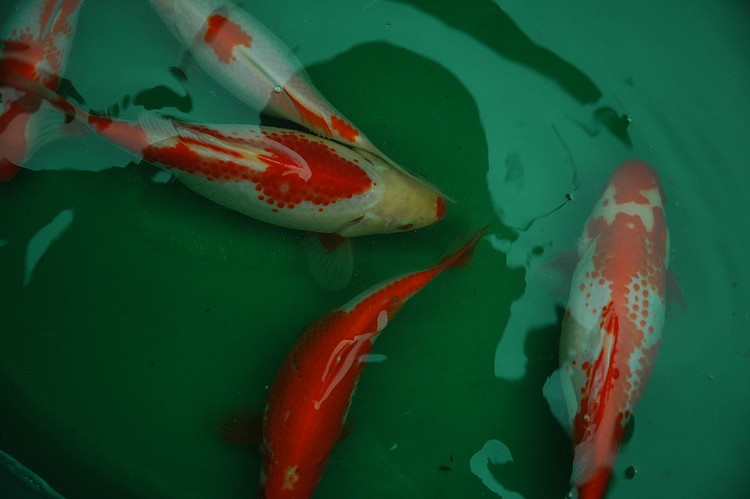 Poisson Sarasa – Image 4