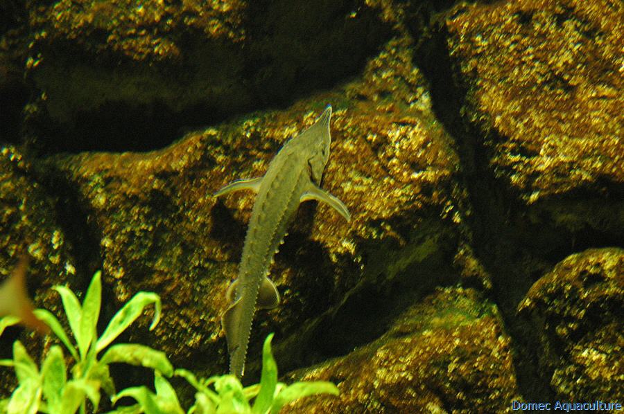 Esturgeon Baerii – Image 4