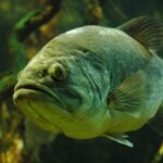 Black-bass