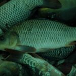 Carpeaux Carpillon Vifs