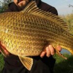 Carpe Dorée Diamant