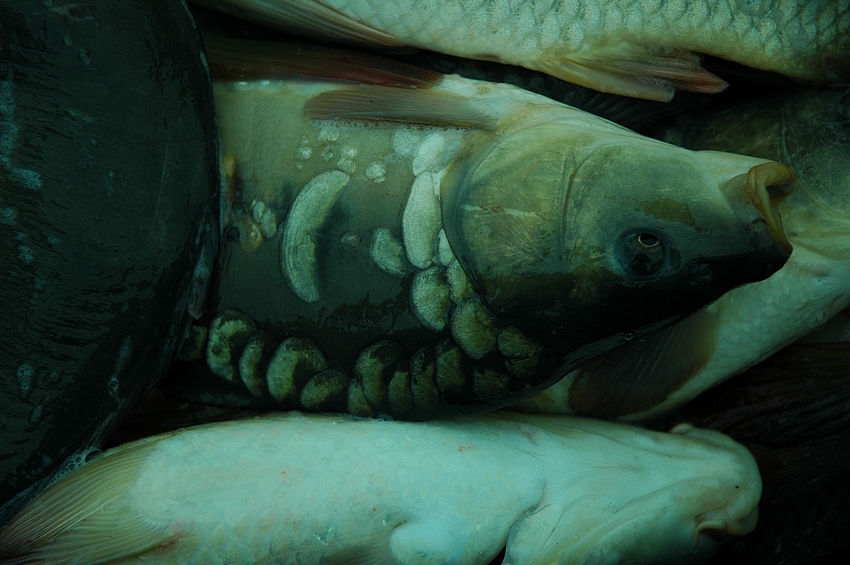 Carpe Miroir " Fully " – Image 3
