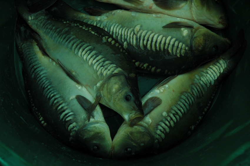 Carpe Miroir Linéaire – Image 2