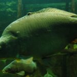 Carpes