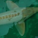 Esturgeon Albinos