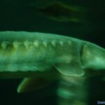 Transmontanus
