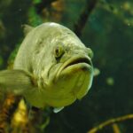 Carnassiers