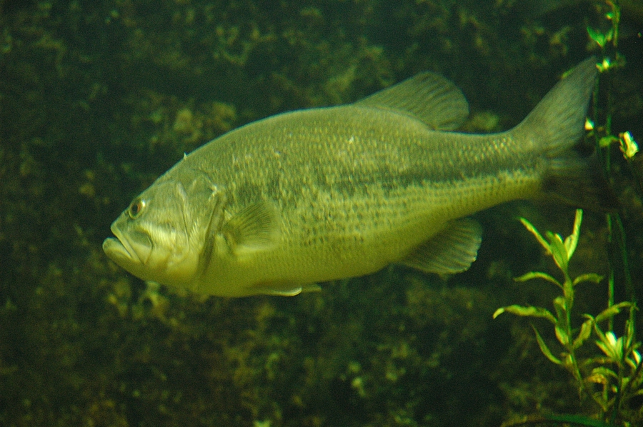 Black-bass – Image 4