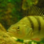 Poissons Fourrage