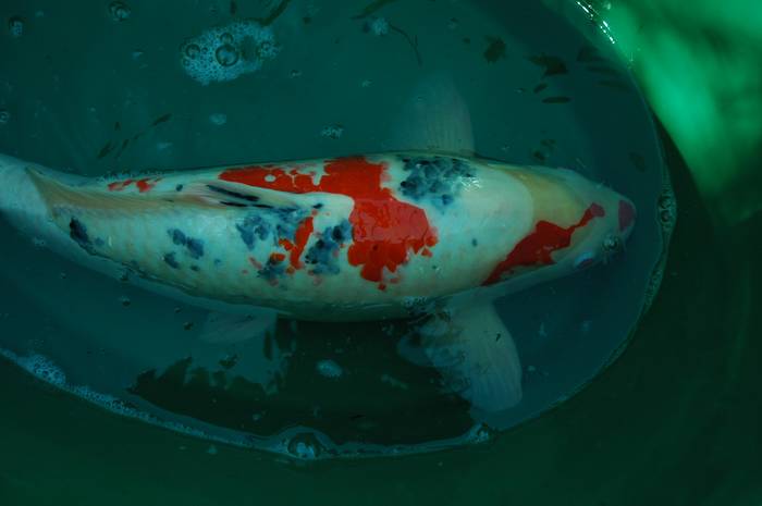 Carpe Koï - Étang – Image 3