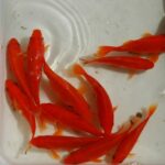 Poisson Rouge Uni