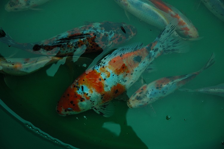 Poisson Shubunkin – Image 3