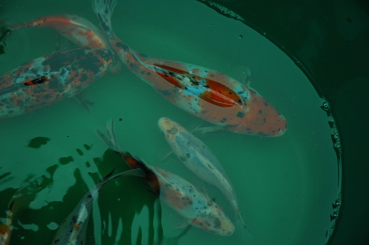 Poisson Shubunkin – Image 4