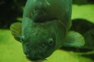 Carpe Miroir – Image 2