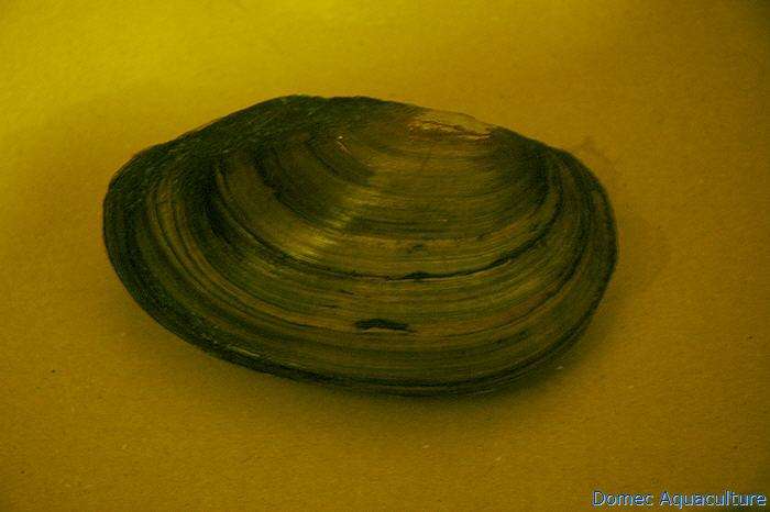 Moule Filtreuse